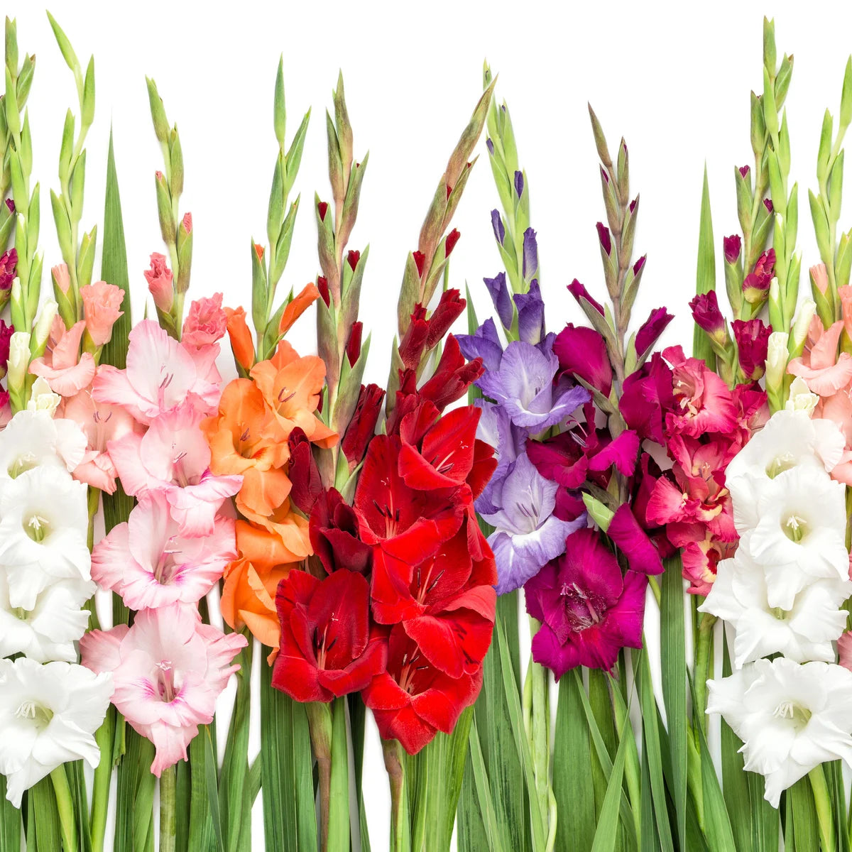 Multi Gladiolus Flower Seeds Flower seeds for Planting Fragrant Blossoms Heirloom & GMO Free Seeds for Home Garden