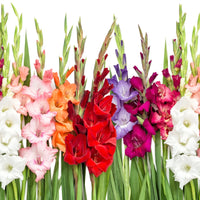 Multi Gladiolus Flower Seeds Flower seeds for Planting Fragrant Blossoms Heirloom & GMO Free Seeds for Home Garden