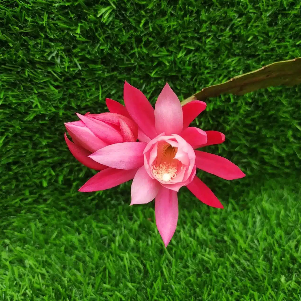Pink Epiphyllum Oxypetalum Flower seeds for Planting - Garden Favorite, Heirloom & GMO Free Seeds for Home Garden