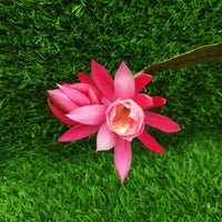Pink Epiphyllum Oxypetalum Flower seeds for Planting - Garden Favorite, Heirloom & GMO Free Seeds for Home Garden