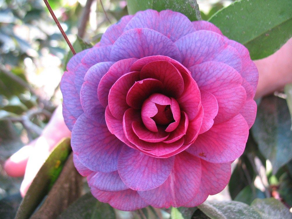 Purple Camellia Flower seeds for Planting - Colorful Display, Heirloom & GMO Free Seeds for Home Garden