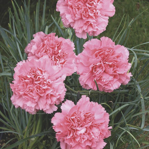 Pink Carnation Flower Seeds for Planting ,Seed Collection