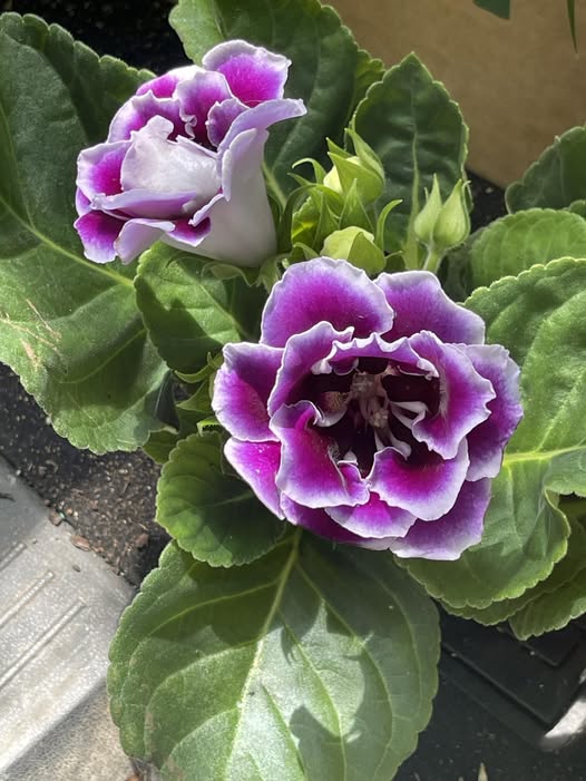 Purple White Gloxinia Flower seeds for Planting Cut Flower Favorite Heirloom & GMO Free Seeds for Home Garden 
 
 Sale