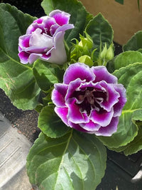 Purple White Gloxinia Flower seeds for Planting Cut Flower Favorite Heirloom & GMO Free Seeds for Home Garden 
 
 Sale