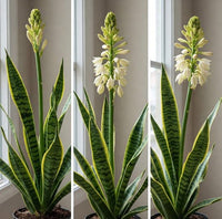 Sansevieria Flower seeds for Planting Premium Quality Heirloom & GMO Free Seeds for Home Garden
