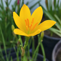 Yellow Zephyranthes Flower seeds for Planting Shade Tolerant Heirloom & GMO Free Seeds for Home Garden
 
 Sale