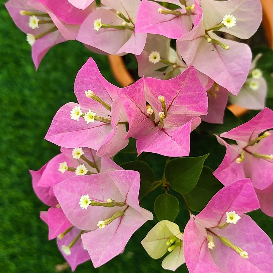 Pink White Bougainvillea Flower Seeds for Planting  Brighten Your Garden