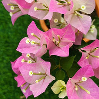 Pink White Bougainvillea Flower Seeds for Planting  Brighten Your Garden