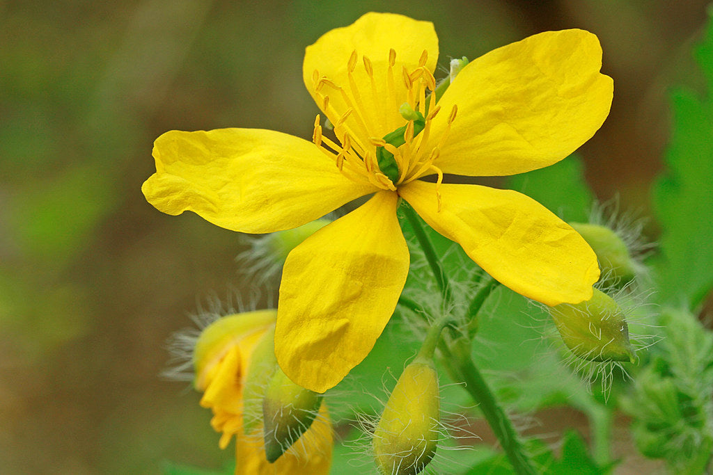 Yellow Tetterwort Flower seeds for Planting Wildflower Mix Heirloom & GMO Free Seeds for Home Garden 
 
 Sale