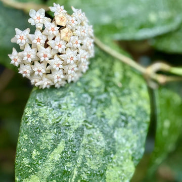 Sea Green Hoya Flower seeds for Planting Compact Growth Heirloom & GMO Free Seeds for Home Garden 
 
 Sale