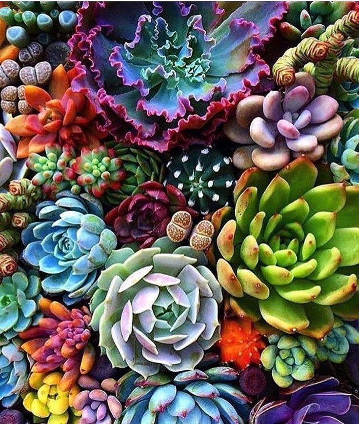 Echeveria Flower seeds for Planting Sun Loving Heirloom & GMO Free Seeds for Home Garden