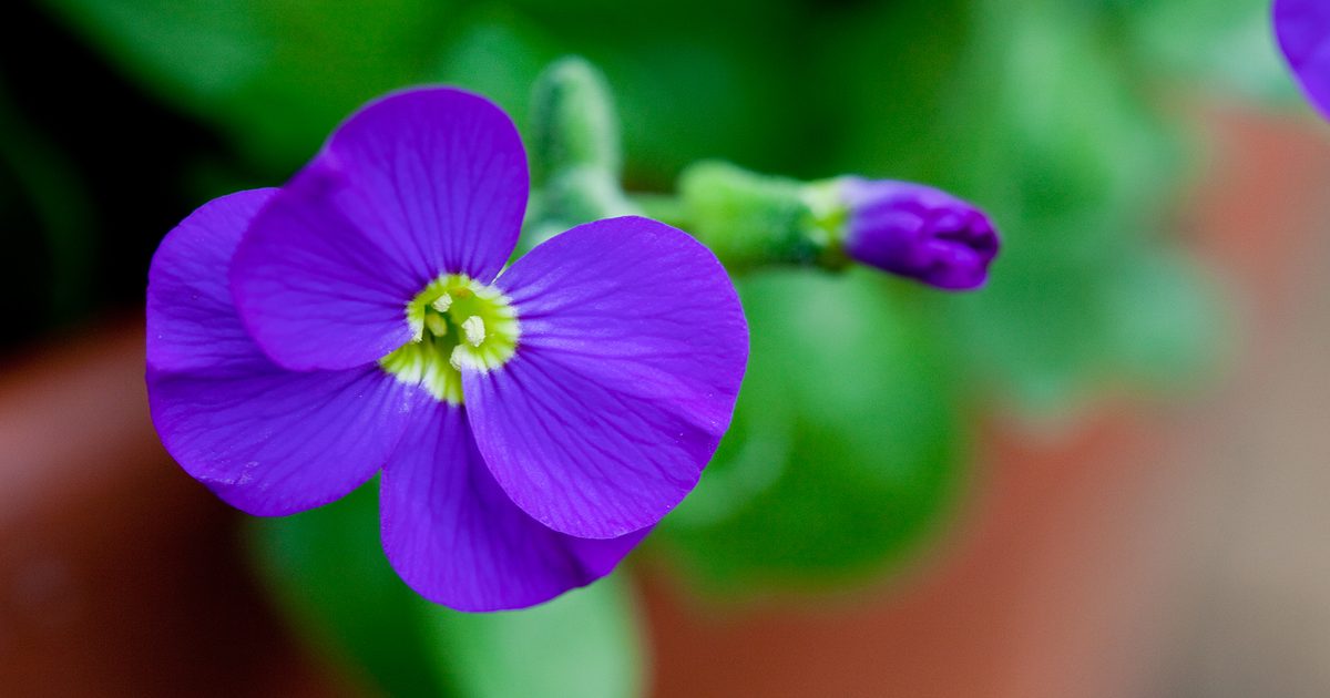 Purple Cascade Flower Seeds – Fragrant Blossoms Heirloom & NonGMO Seeds for Home Garden
 
 Sale
