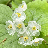 Skeleton Flower seeds for Planting Seasonal Bloomer Heirloom & GMO Free Seeds for Home Garden