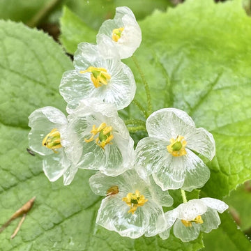 Skeleton Flower seeds for Planting Seasonal Bloomer Heirloom & GMO Free Seeds for Home Garden