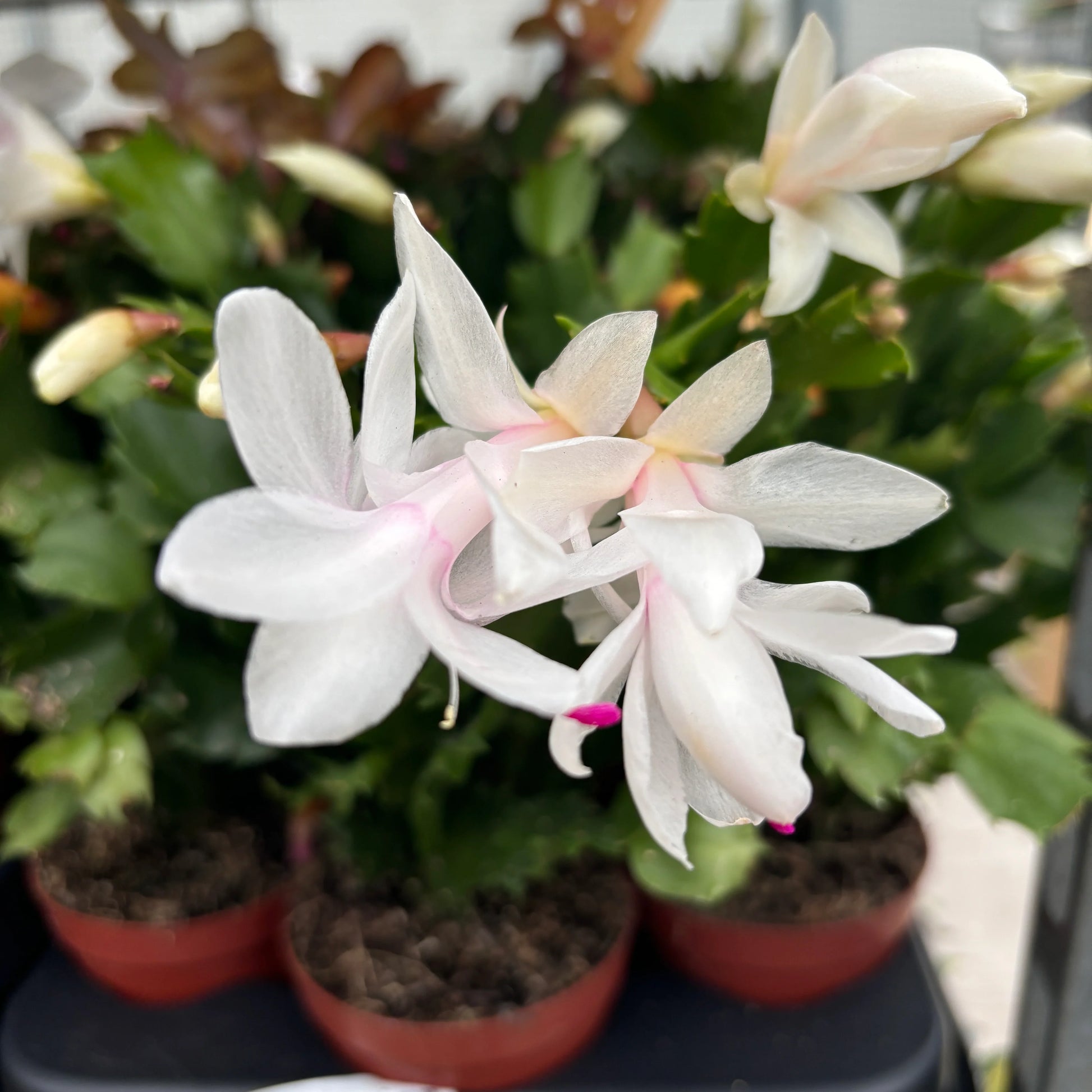 Pink & White Schlumbergera Flower seeds for Planting - Long Bloom Season, Heirloom & GMO Free Seeds for Home Garden