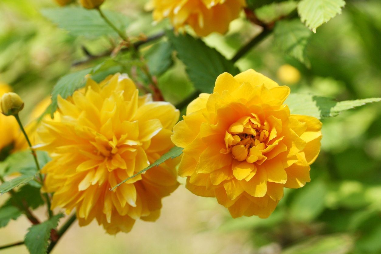 Kerria Flower seeds for Planting Long Bloom Season Heirloom & GMO Free Seeds for Home Garden 
 
 Sale