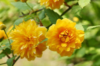 Kerria Flower seeds for Planting Long Bloom Season Heirloom & GMO Free Seeds for Home Garden 
 
 Sale