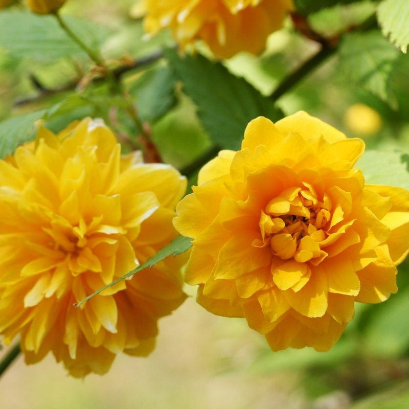 Yellow Kerria Japonica Flower Seeds Planting