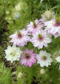 Pink Nigella Damascena Flower seeds for Planting - Wildflower Mix, Heirloom & GMO Free Seeds for Home Garden