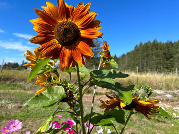 Orange Mini Sunflower Seeds for Easy Planting
