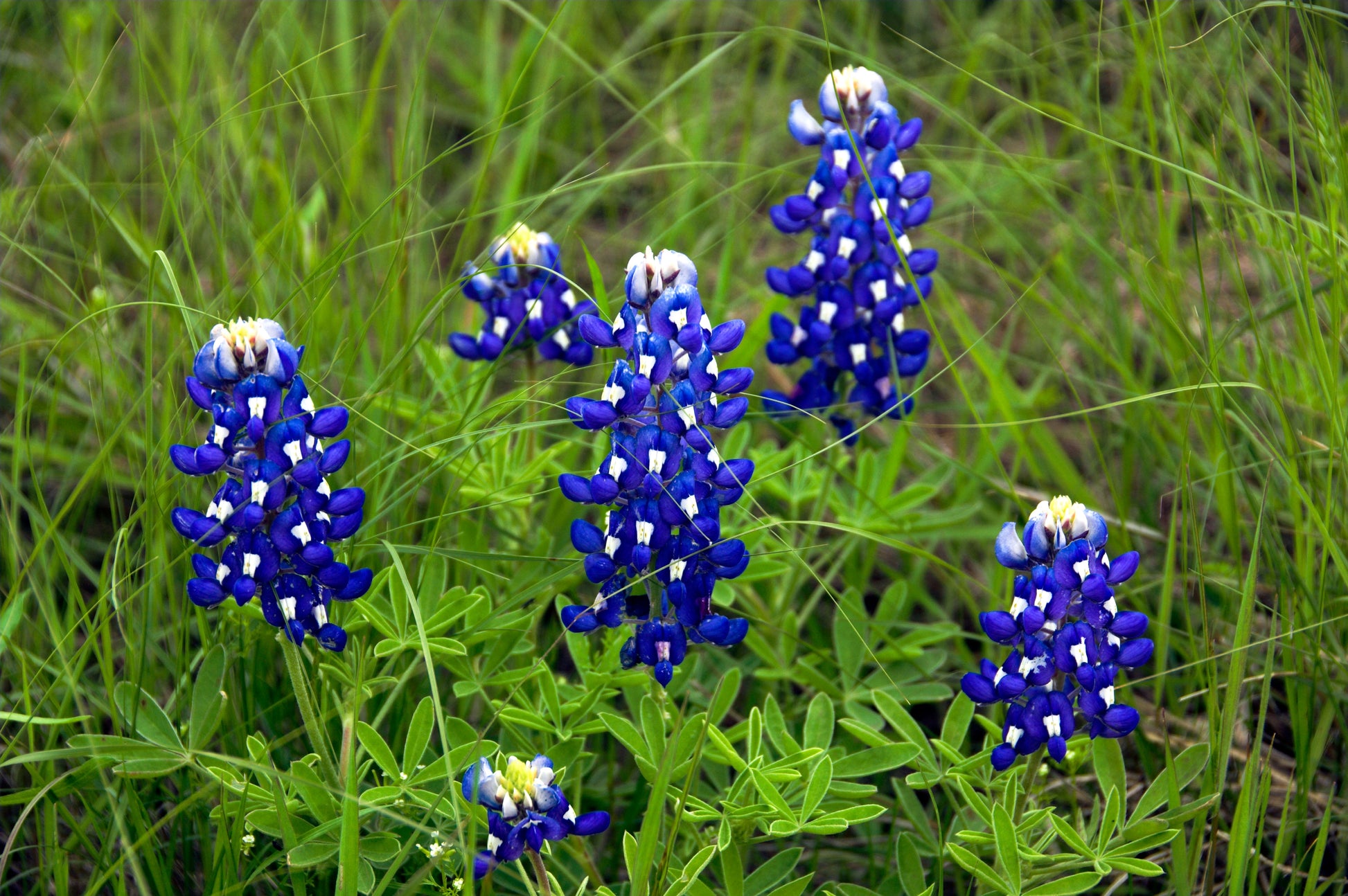 Bluebonnet Seeds for Planting: Grow Beautiful Flowers