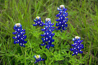 Bluebonnet Seeds for Planting: Grow Beautiful Flowers