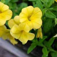 Yellow Calibrachoa Flower seeds for Planting Garden Favorite Heirloom & GMO Free Seeds for Home Garden 
 
 Sale