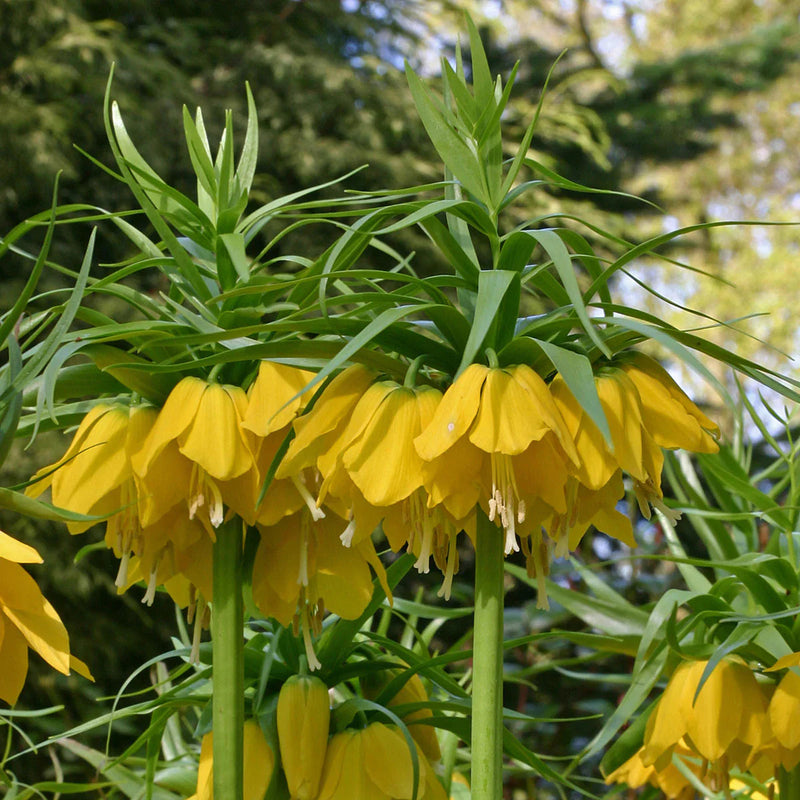 Yellow Fritillaria Imperialis Flower seeds for Planting Premium Quality Heirloom & GMO Free Seeds for Home Garden
Sale seeds for home garden planting