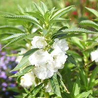 White Balsamina Flower seeds for Planting Wildflower Mix Heirloom & GMO Free Seeds for Home Garden 
 
 Sale seeds for home garden planting