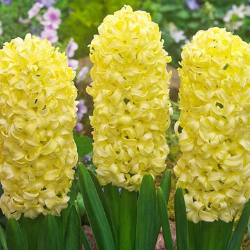 Yellow Hyacinthus Orientalis Flower seeds for Planting Perfect for Borders Heirloom & GMO Free Seeds for Home Garden 
 
 Sale seeds for home garden planting
