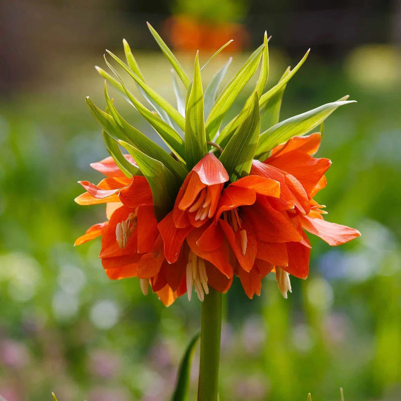 Fritillaria Flower seeds for Planting Cut Flower Favorite Heirloom & GMO Free Seeds for Home Garden 
 
 Sale seeds for home garden planting