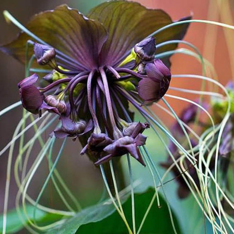 Black Chantrieri Flower seeds for Planting Cottage Garden Essential Heirloom & GMO Free Seeds for Home Garden
Sale seeds for home garden planting