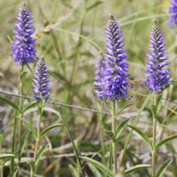 Veronica Spicata Flower seeds for Planting - Pollinator Friendly, Heirloom & GMO Free Seeds for Home Garden
 
 Sale seeds for planting in home garden