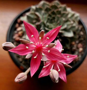Graptopetalum Bellum Flower seeds for Planting - Drought Tolerant, Heirloom & GMO Free Seeds for Home Garden
 
 Sale seeds for home garden