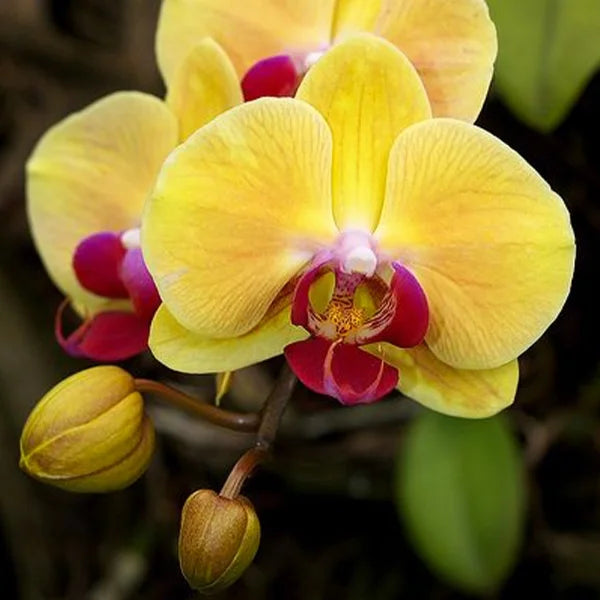 Phalaenopsis Orchid Flower seeds for Planting Pollinator Friendly Heirloom & GMO Free Seeds for Home Garden 
 
 Sale seeds for home garden planting