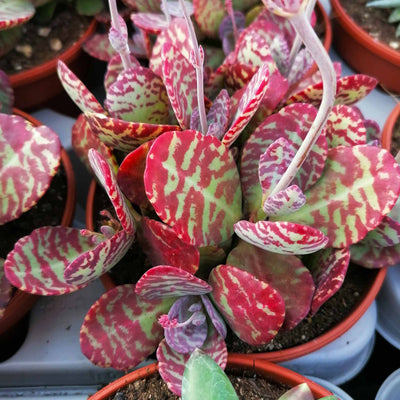 100 Pcs