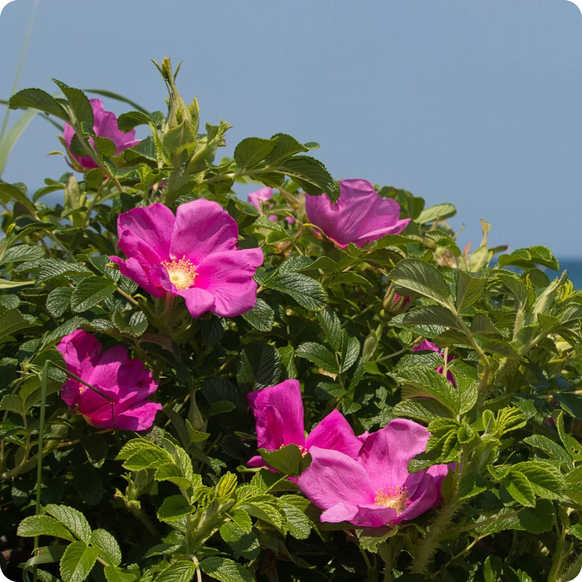 Rosa Rugosa Flower seeds for Planting - Low Maintenance, Heirloom & GMO Free Seeds for Home Garden
 
 Sale seeds for planting in home garden