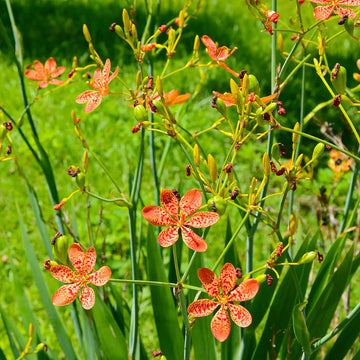 Blackberry Lilly Flower seeds for Planting Premium Quality Heirloom & GMO Free Seeds for Home Garden 
 
 Sale seeds for home garden planting