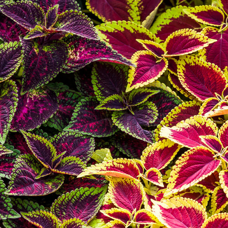 Coleus Multi-Colored Flower seeds for Planting - Garden Favorite, Heirloom & GMO Free Seeds for Home Garden
Sale seeds for home garden