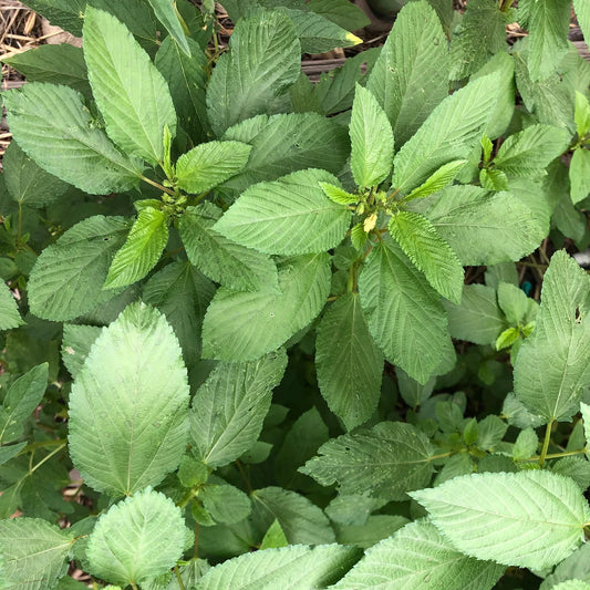 Green Manchurian Flower seeds for Planting - Cottage Garden Essential, Heirloom & GMO Free Seeds for Home Garden
