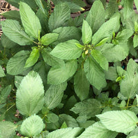 Green Manchurian Flower seeds for Planting - Cottage Garden Essential, Heirloom & GMO Free Seeds for Home Garden
