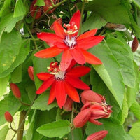 Passi Coccinea Flower seeds for Planting - Wildflower Mix, Heirloom & GMO Free Seeds for Home Garden