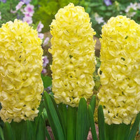 MultiColour Hyacinthus Orientalis Flower seeds for Planting Premium Quality Heirloom & GMO Free Seeds for Home Garden 
 
 Sale