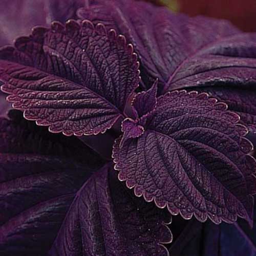 Deep Purple Dragon Coleus Seeds Flower seeds for Planting Colorful Display Heirloom & GMO Free Seeds for Home Garden
