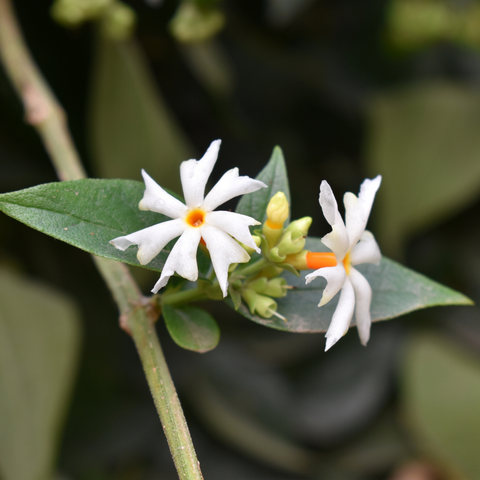 White Night Scented AufFlowerssamen Seeds for Fragrant White Blooms