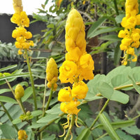 Alata Flower seeds for Planting - Drought Tolerant, Heirloom & GMO Free Seeds for Home Garden