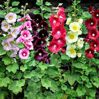 Green Holly Bush Flower seeds for Planting - Bright Blooms, Heirloom & GMO Free Seeds for Home Garden