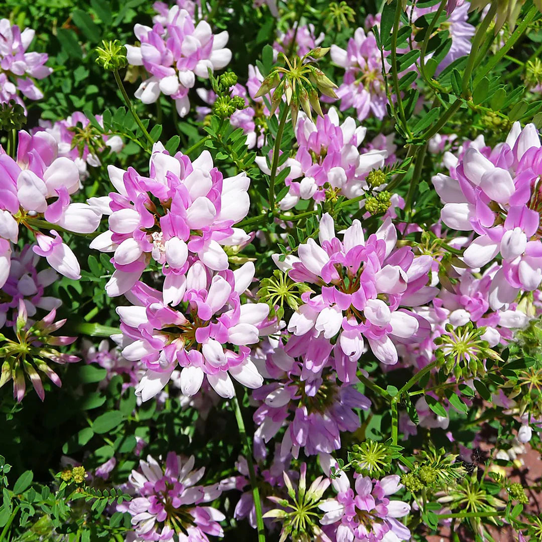 Violet Crown Vetch Flower seeds for Planting Long Bloom Season Heirloom & GMO Free Seeds for Home Garden 
 
 Sale