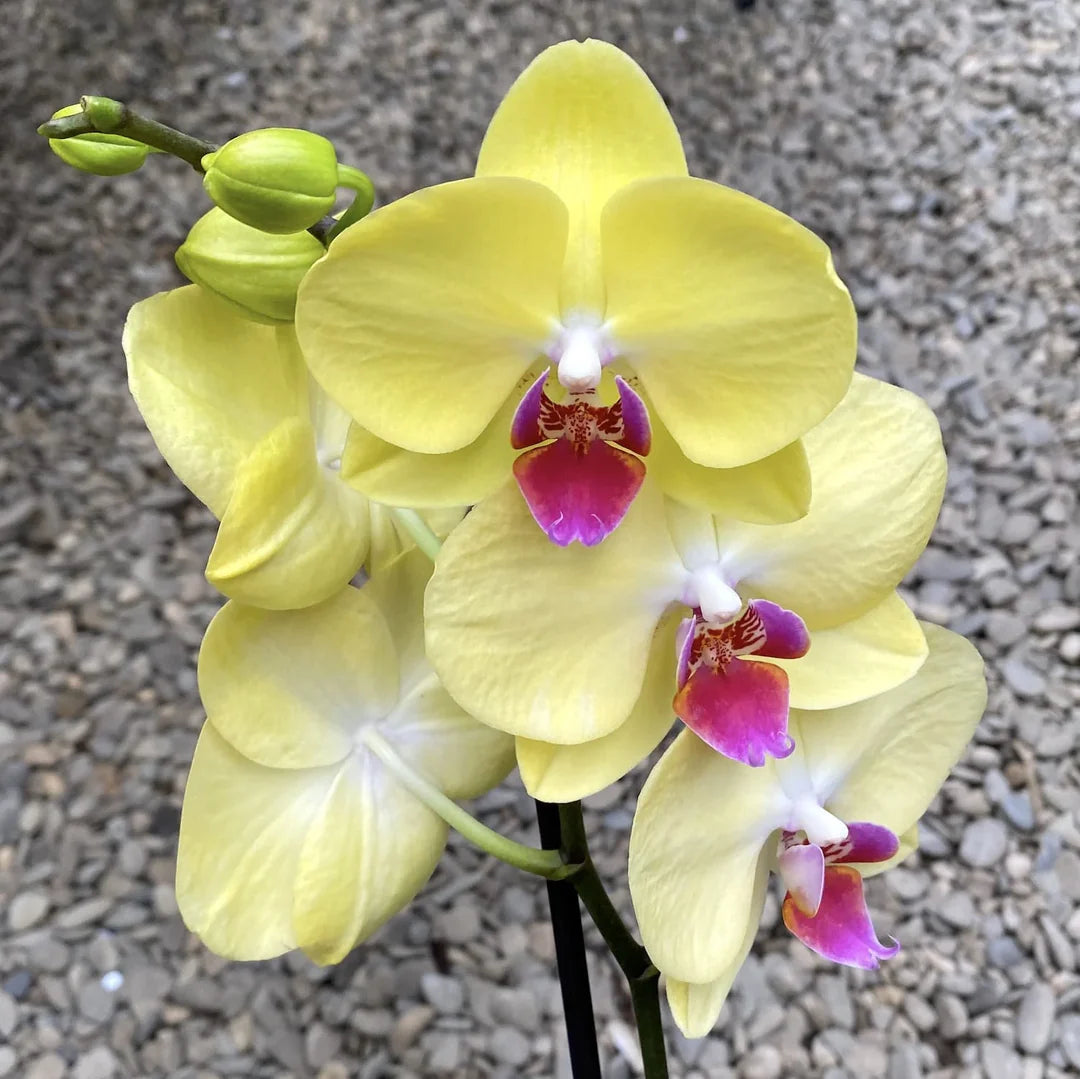 Yellow Pink Phalaenopsis Orchid Flower seeds for Planting Shade Tolerant Heirloom & GMO Free Seeds for Home Garden 
 
 Sale