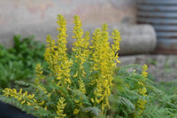 Yellow Corydalis Manchu Flower seeds for Planting - Seasonal Bloomer, Heirloom & GMO Free Seeds for Home Garden
